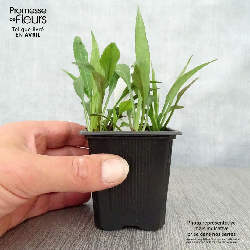 Exemplar von Aster dumosus Augenweide - Kissen-Aster Kleine Töpfe von 8/9 cm wie im Frühjahr geliefert