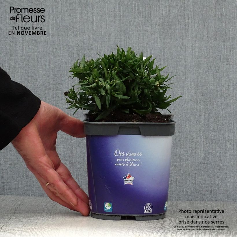 Example of Aster dumosus Augenweide - Kissen-Aster Topf mit 2L/3L as you get in automne