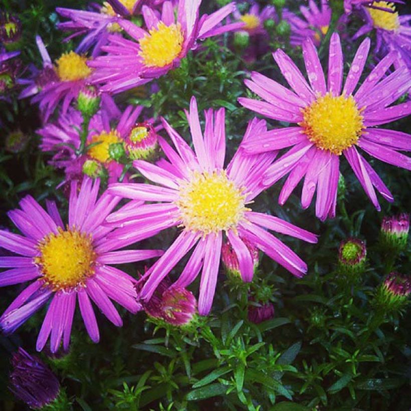 Aster dumosus Bahamas - Kissen-Aster (Flowering)