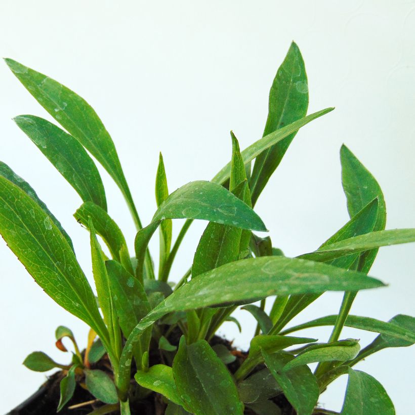 Aster dumosus Bahamas - Kissen-Aster (Foliage)