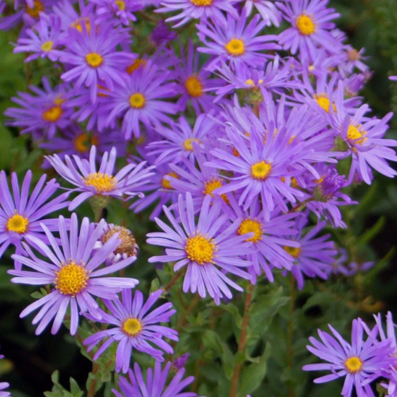 Aster dumosus Early Blue - Kissen-Aster (Flowering)