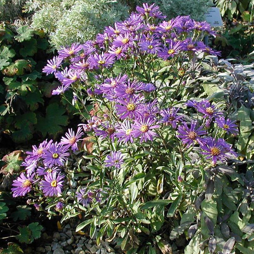 Aster dumosus Early Blue - Kissen-Aster (Plant habit)