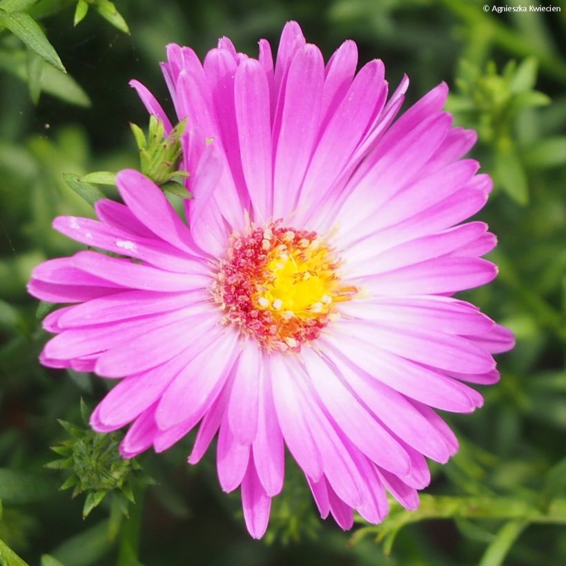 Aster dumosus Heinz-Richard - Kissen-Aster (Flowering)