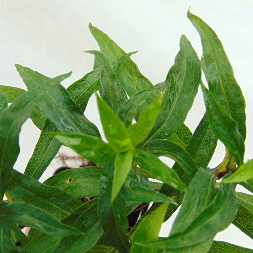 Aster dumosus Kristina - Kissen-Aster (Foliage)
