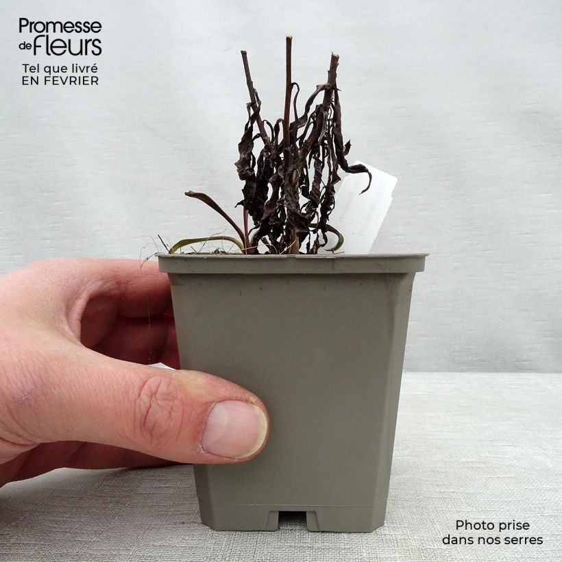 Exemplar von Aster dumosus Kristina - Kissen-Aster Kleine Töpfe von 8/9 cm wie im Winter geliefert