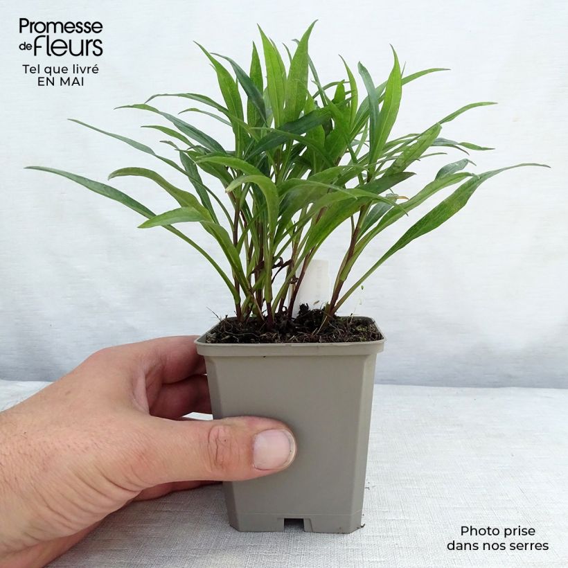 Exemplar von Aster dumosus Kristina - Kissen-Aster Kleine Töpfe von 8/9 cm wie im Frühjahr geliefert