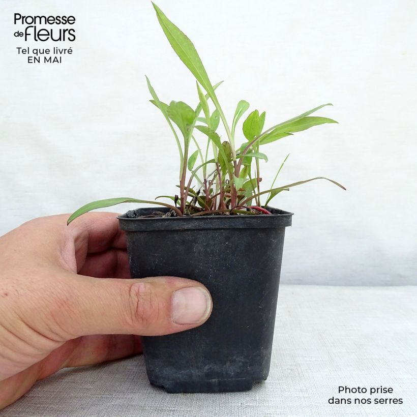 Exemplar von Aster dumosus Lady In Blue - Kissen-Aster Kleine Töpfe von 8/9 cm wie im Frühjahr geliefert