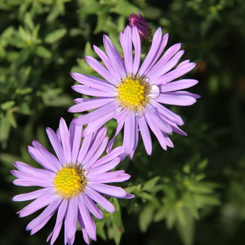 Aster dumosus Lady In Blue - Kissen-Aster (Flowering)