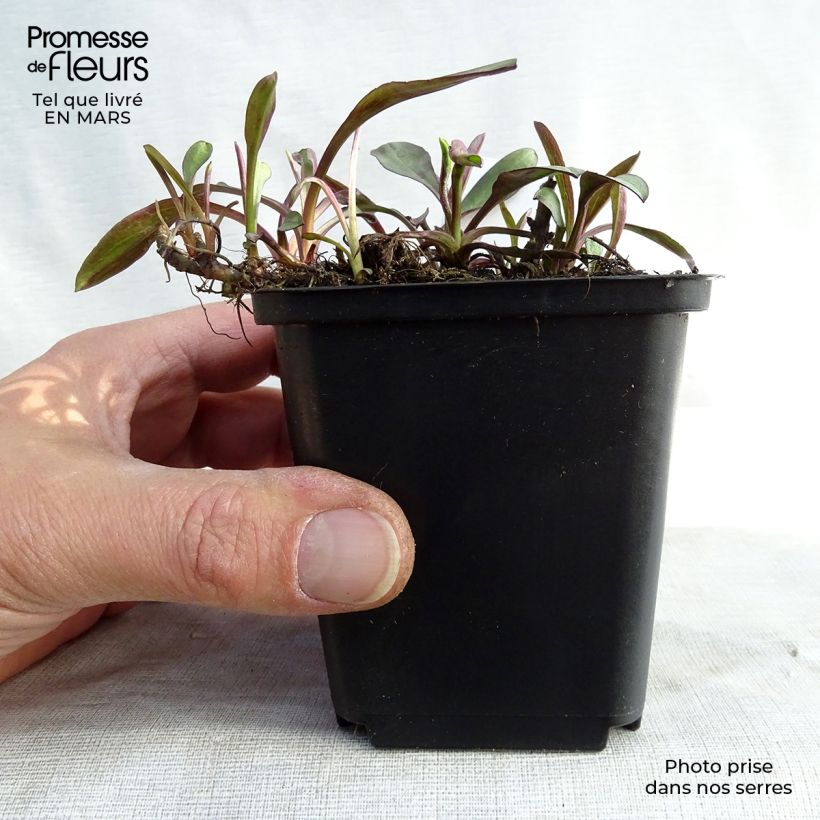 Exemplar von Aster dumosus Lady In Blue - Kissen-Aster Kleine Töpfe von 8/9 cm wie im Winter geliefert