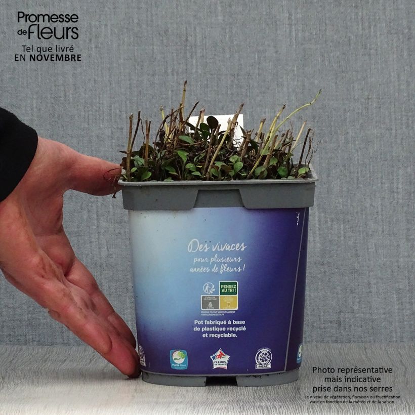 Example of Aster dumosus Lady In Blue - Kissen-Aster Topf mit 2L/3L as you get in automne