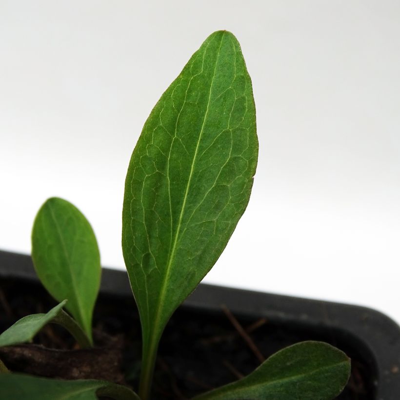 Aster dumosus Marjorie - Kissen-Aster (Foliage)