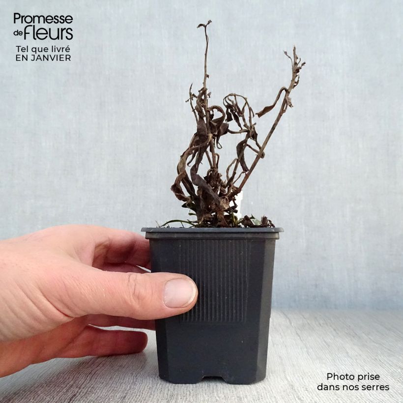 Exemplar von Aster dumosus Marjorie - Kissen-Aster Kleine Töpfe von 8/9 cm wie im Winter geliefert