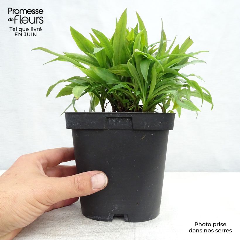 Exemplar von Aster dumosus Marjorie - Kissen-Aster Topf mit 2L/3L wie im Sommer geliefert