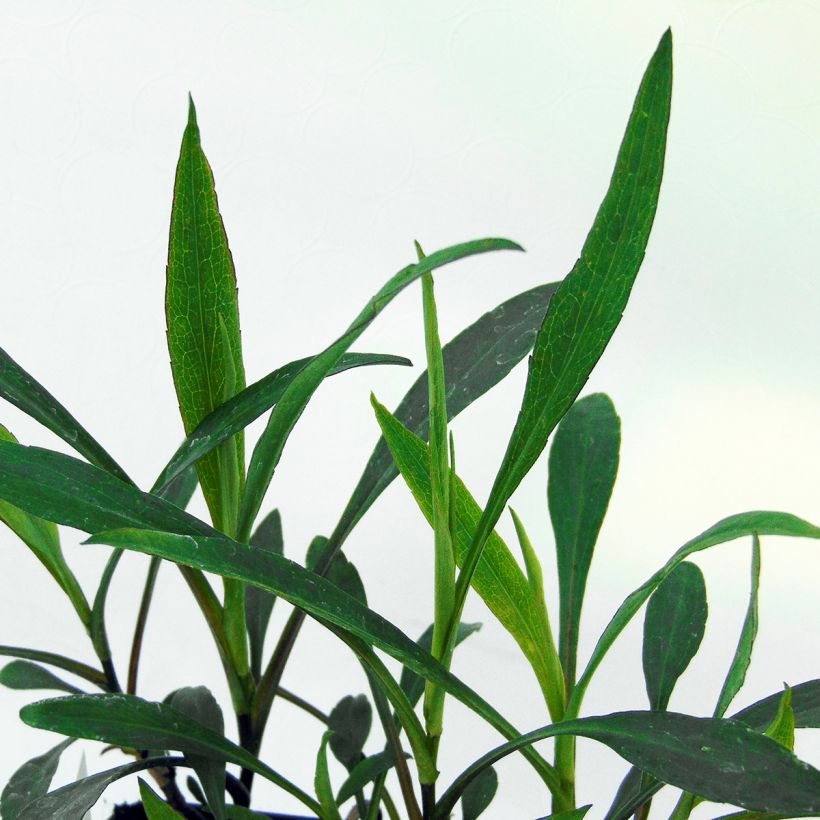 Aster dumosus Peter Harrison - Kissen-Aster (Foliage)