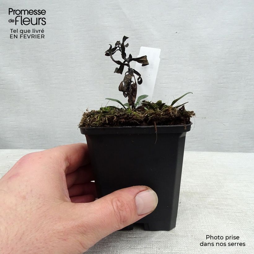 Exemplar von Aster dumosus Professeur Anton Kippenberg - Kissen-Aster Kleine Töpfe von 8/9 cm wie im Winter geliefert