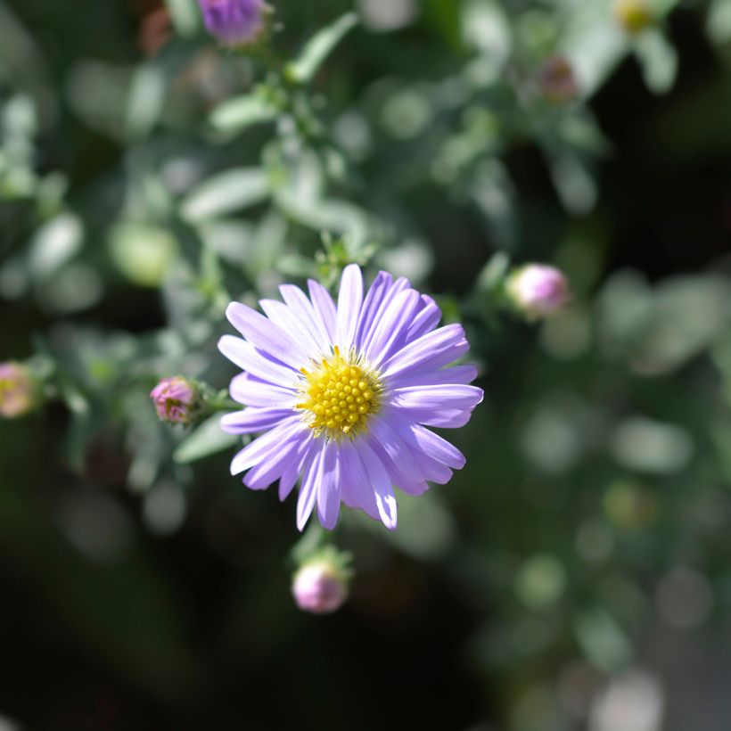 Aster dumosus Professeur Anton Kippenberg - Kissen-Aster (Flowering)