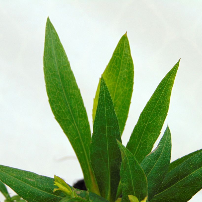 Aster dumosus Rosenwichtel - Kissen-Aster (Foliage)