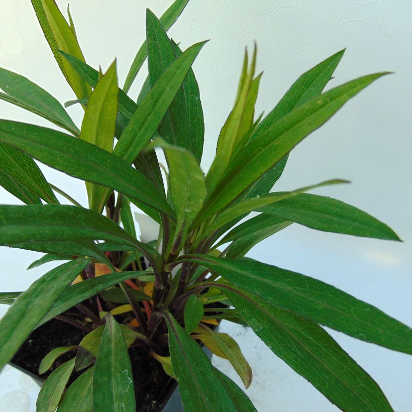Aster dumosus Samoa - Kissen-Aster (Foliage)