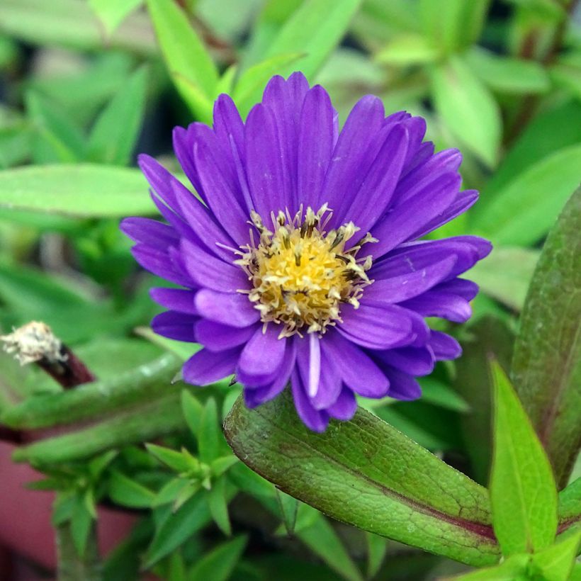 Aster dumosus Samoa - Kissen-Aster (Flowering)