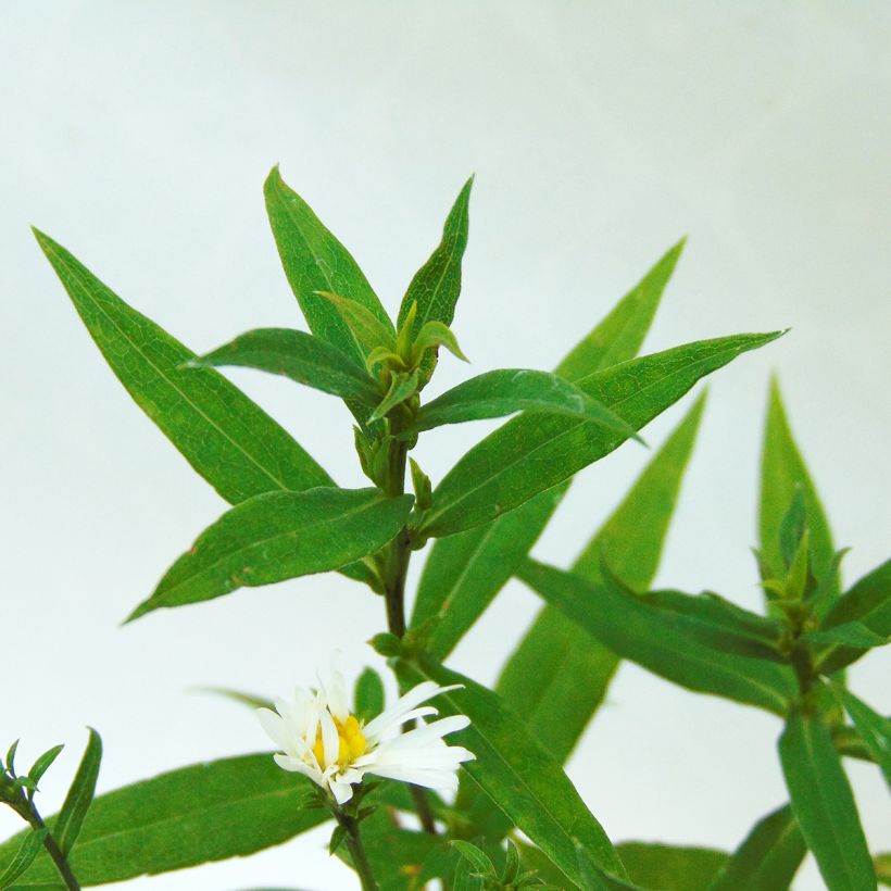 Aster dumosus Schneekissen - Kissen-Aster (Foliage)