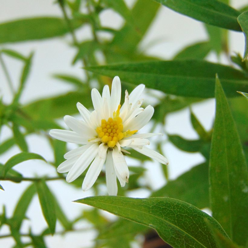 Aster dumosus Schneekissen - Kissen-Aster (Flowering)