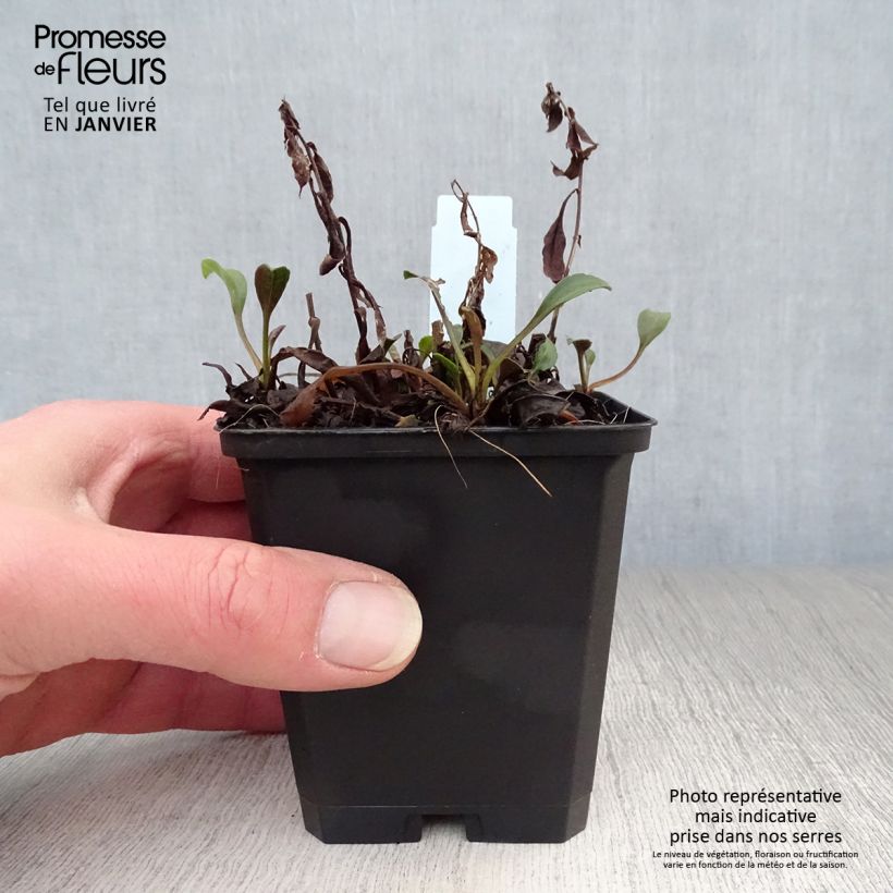 Exemplar von Aster dumosus Schneekissen - Kissen-Aster Kleine Töpfe von 8/9 cm wie im Winter geliefert