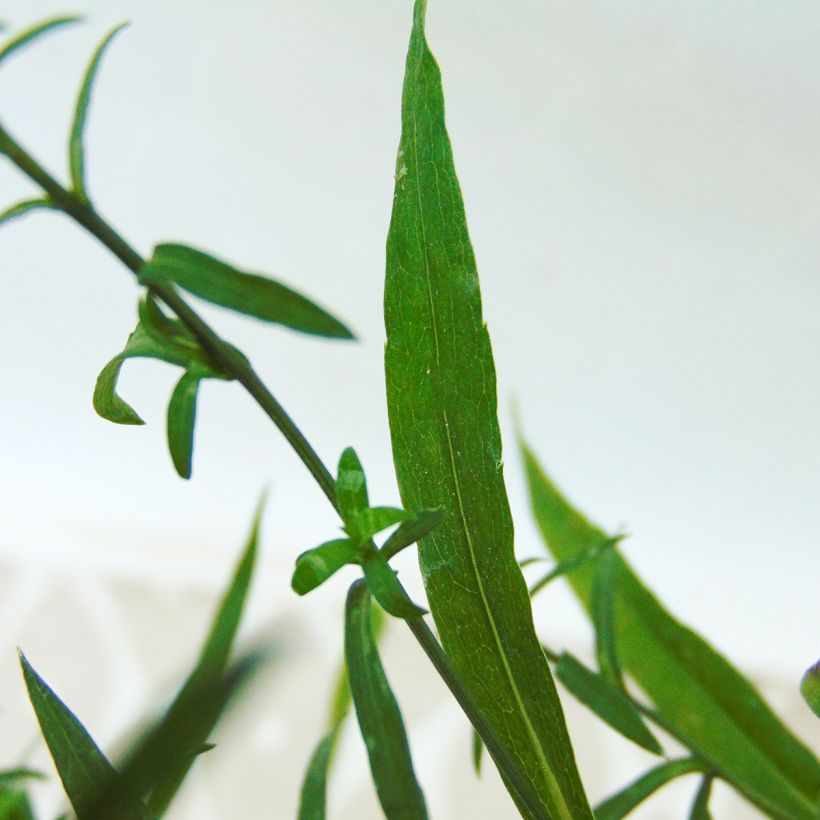 Aster dumosus Silberblaukissen - Kissen-Aster (Foliage)