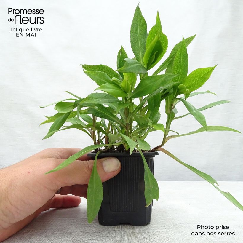 Exemplar von Aster dumosus Silberblaukissen - Kissen-Aster Kleine Töpfe von 8/9 cm wie im Frühjahr geliefert