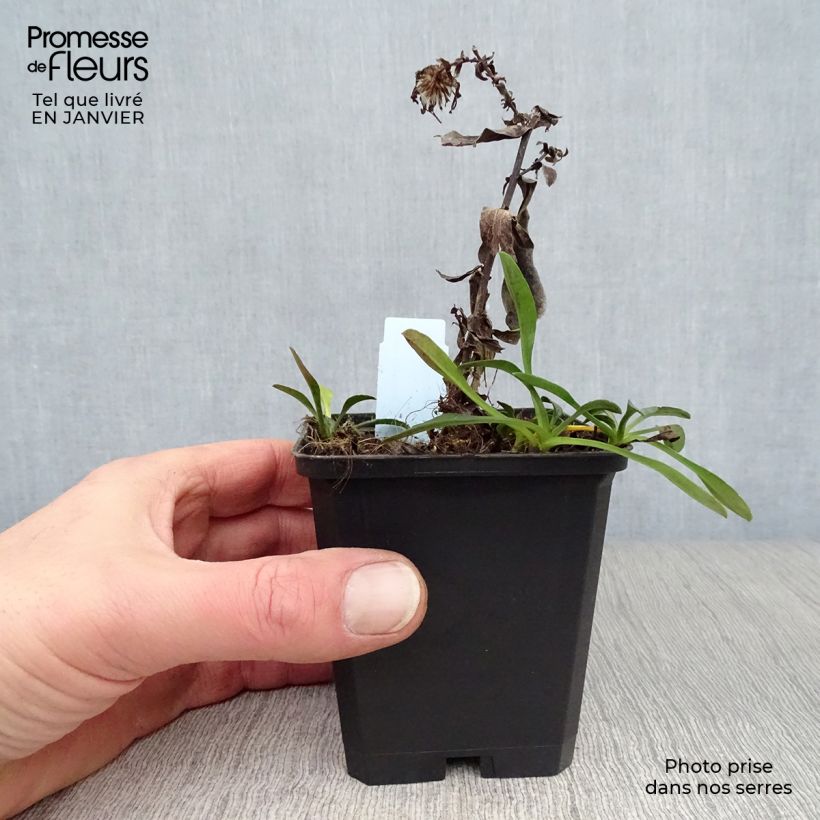 Exemplar von Aster dumosus Starlight - Kissen-Aster Kleine Töpfe von 8/9 cm wie im Winter geliefert