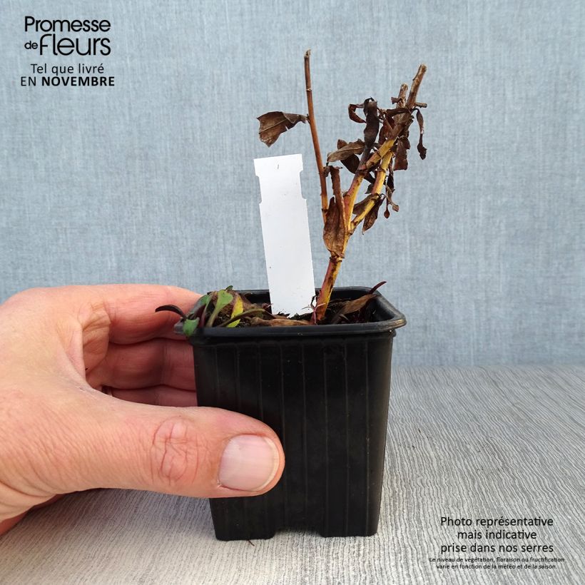 Example of Aster dumosus Starlight - Kissen-Aster Kleine Töpfe von 8/9 cm as you get in automne