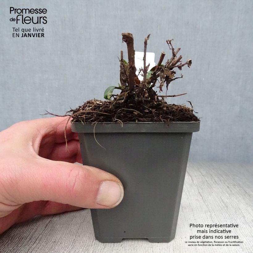 Exemplar von Aster dumosus Tonga - Kissen-Aster Kleine Töpfe von 8/9 cm wie im Winter geliefert