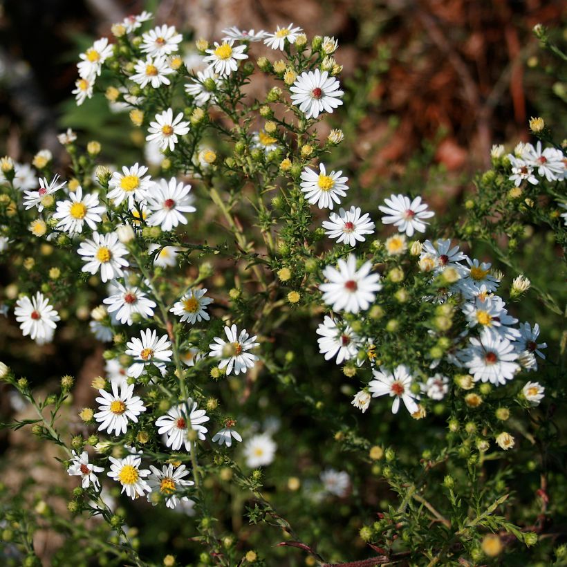 Aster ericoïdes - Myrten Aster (Plant habit)