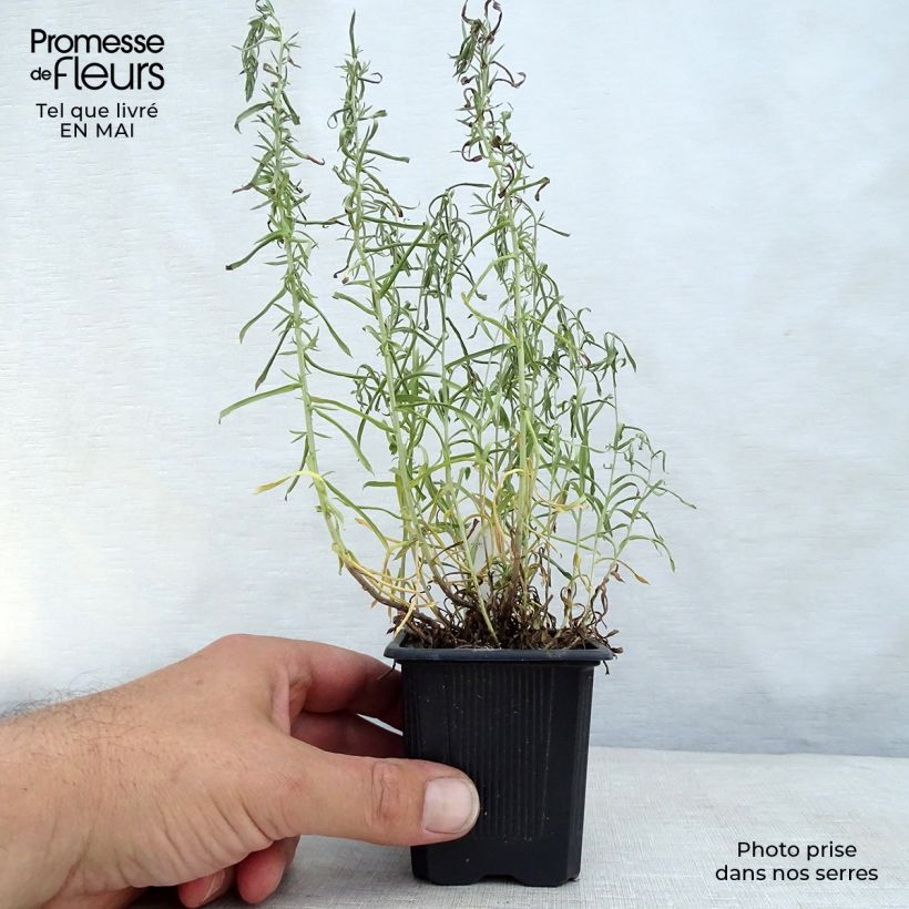 Exemplar von Aster ericoïdes - Myrten Aster Kleine Töpfe von 8/9 cm wie im Frühjahr geliefert