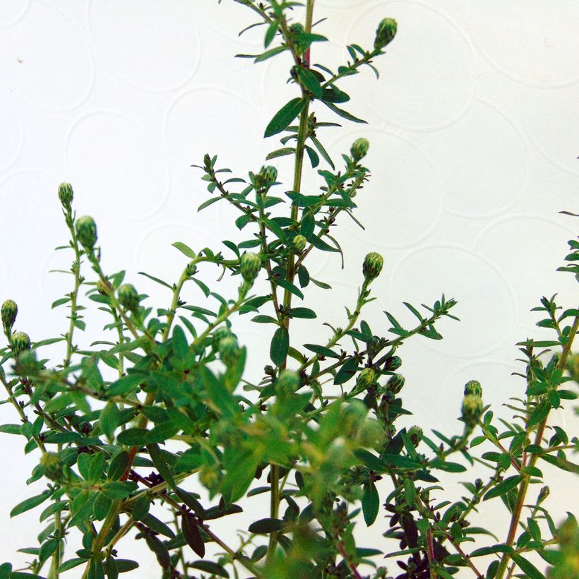 Aster ericoïdes Blue Star - Myrten Aster (Foliage)