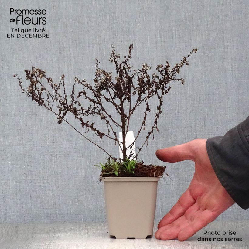 Exemplar von Aster ericoïdes Blue Star - Myrten Aster Kleine Töpfe von 8/9 cm wie im Winter geliefert