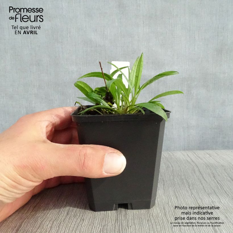 Exemplar von Aster ericoïdes Blue Star - Myrten Aster Kleine Töpfe von 8/9 cm wie im Frühjahr geliefert