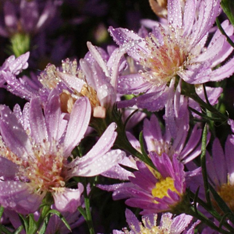 Aster ericoides Blue Wonder - Myrten Aster (Flowering)
