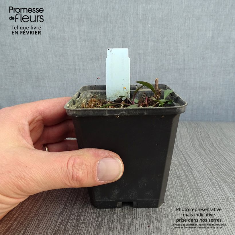 Exemplar von Aster ericoides Blue Wonder - Myrten Aster Kleine Töpfe von 8/9 cm wie im Winter geliefert