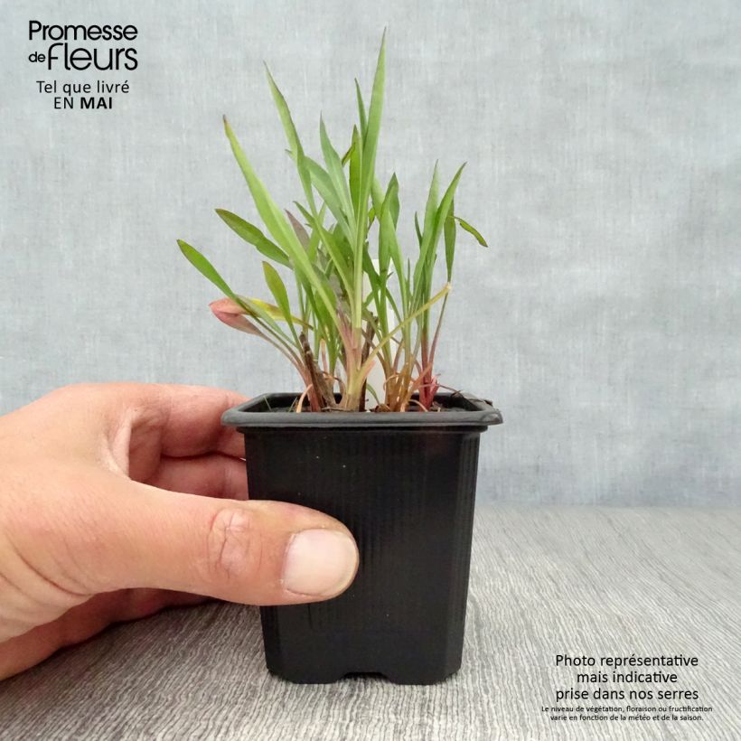 Exemplar von Aster ericoïdes Esther - Myrten Aster Kleine Töpfe von 8/9 cm wie im Frühjahr geliefert