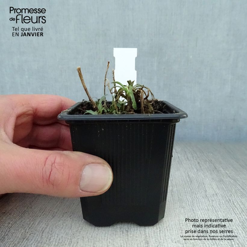 Exemplar von Aster ericoïdes - Myrten Aster Kleine Töpfe von 8/9 cm wie im Winter geliefert