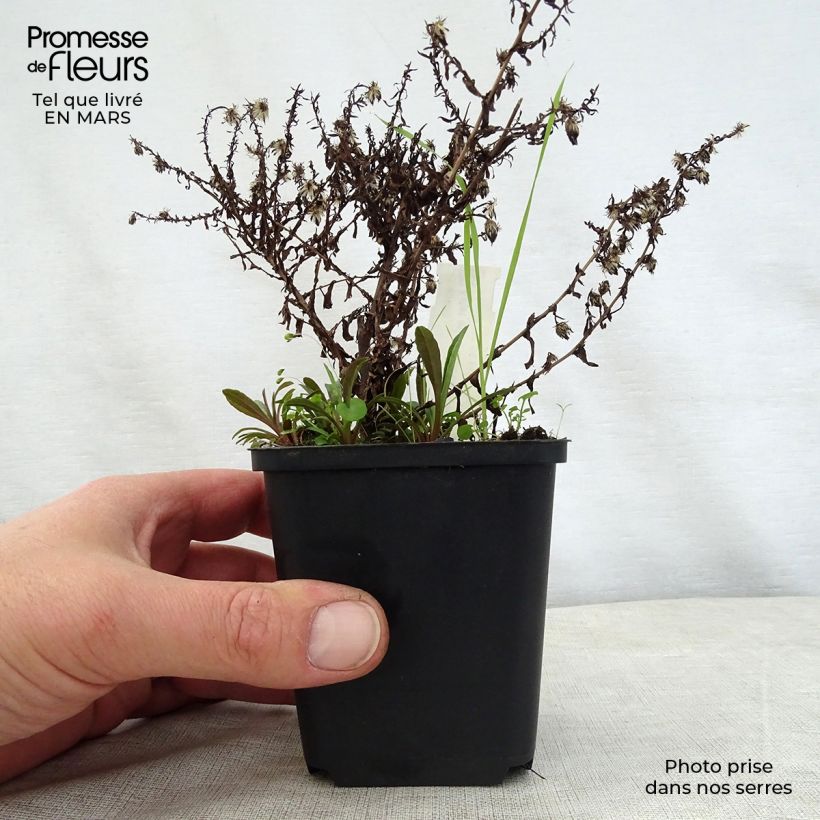 Exemplar von Aster ericoïdes Golden Spray - Myrten Aster Kleine Töpfe von 8/9 cm wie im Frühjahr geliefert