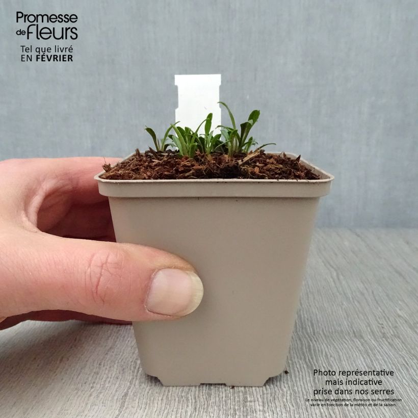 Exemplar von Aster ericoïdes Golden Spray - Myrten Aster Kleine Töpfe von 8/9 cm wie im Winter geliefert