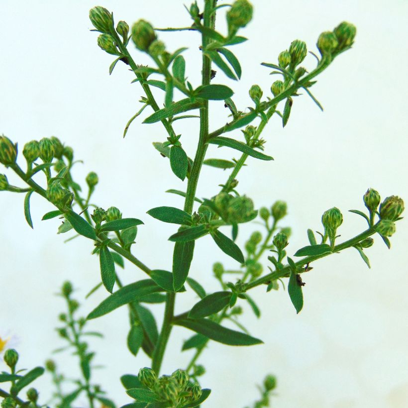 Aster ericoïdes Lovely - Myrten Aster (Foliage)