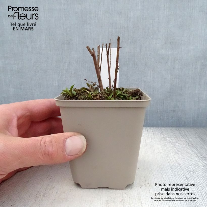 Exemplar von Aster ericoïdes Lovely - Myrten Aster Kleine Töpfe von 8/9 cm wie im Frühjahr geliefert