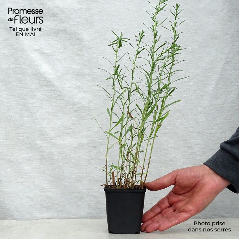 Exemplar von Aster ericoïdes Schneetanne - Myrten Aster Kleine Töpfe von 8/9 cm wie im Frühjahr geliefert