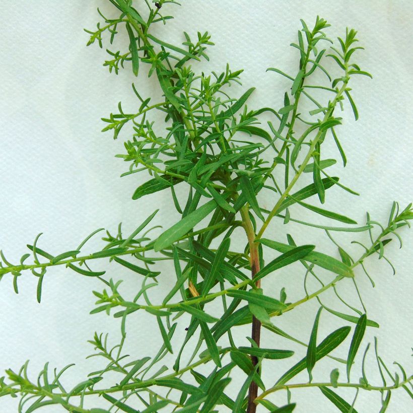 Aster ericoïdes f. prostratus Snow Flurry - Myrten Aster (Foliage)