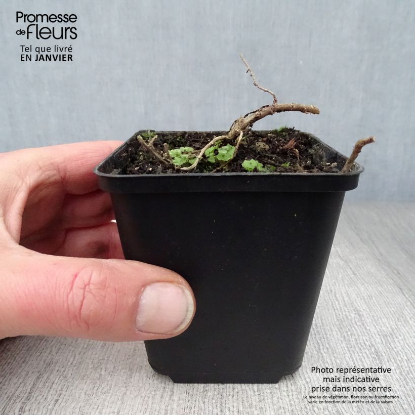 Exemplar von Aster ericoïdes f. prostratus Snow Flurry - Myrten Aster Kleine Töpfe von 7/8 cm wie im Winter geliefert