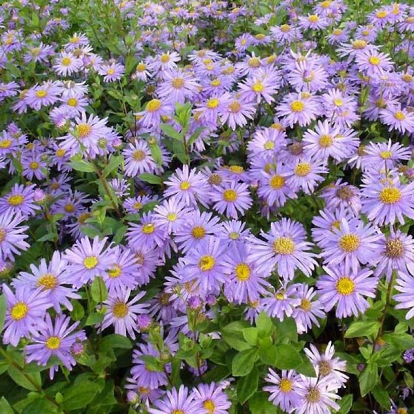 Aster frikartii Jungfrau - Sommer-Aster (Foliage)