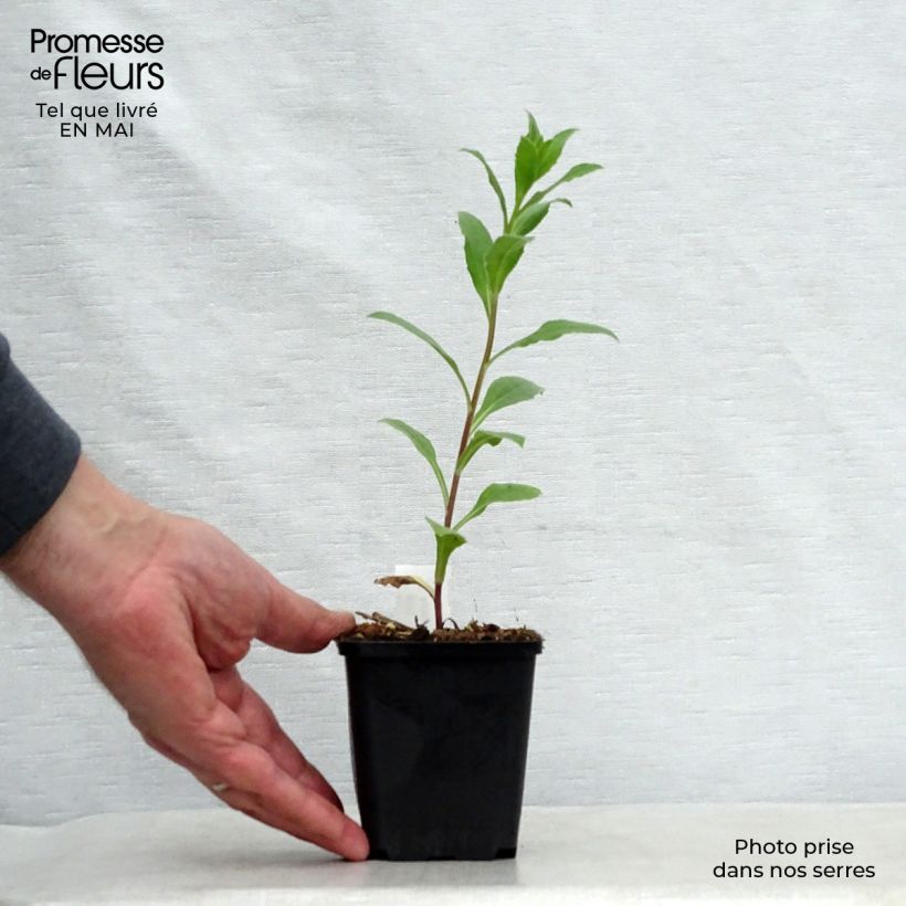 Exemplar von Aster frikartii Mönch - Sommer-Aster Kleine Töpfe von 8/9 cm wie im Frühjahr geliefert