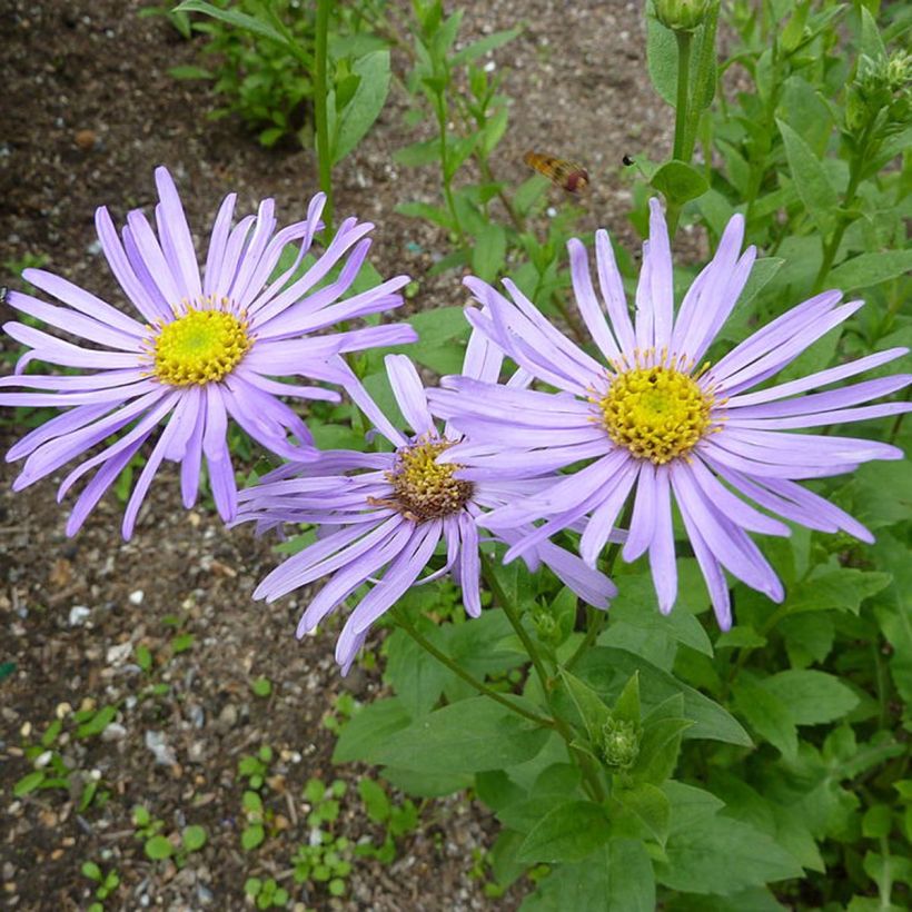 Aster frikartii Mönch - Sommer-Aster (Flowering)